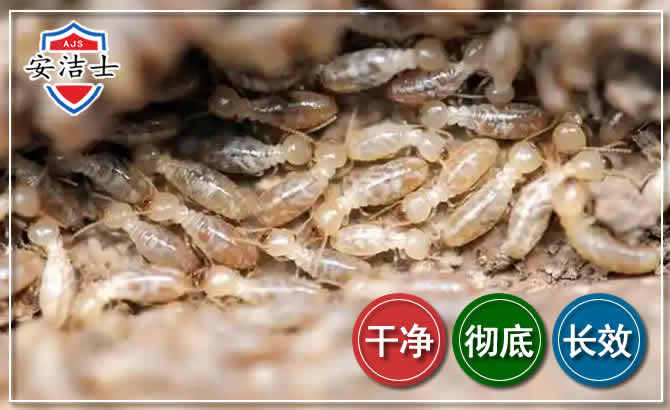 长兴白蚁防治