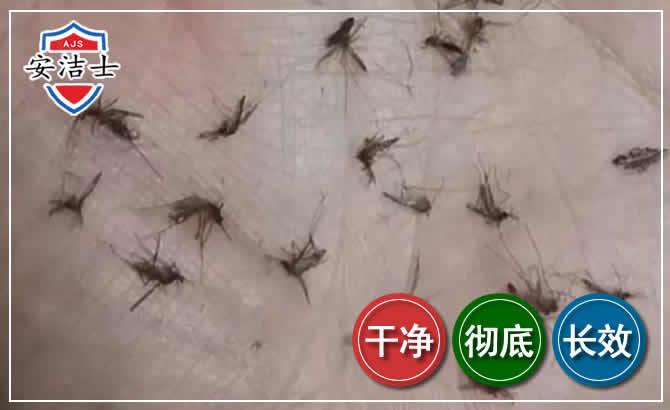 长兴蚊子防治-灭蚊