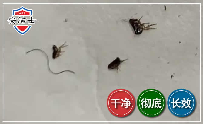 长兴跳蚤防治-灭跳蚤