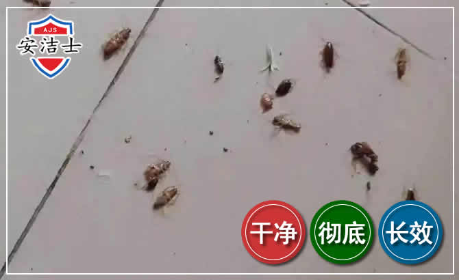 长兴蟑螂防治-灭蟑螂