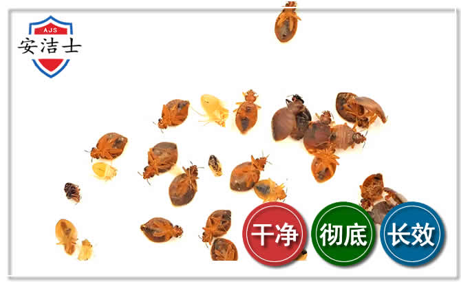 长兴臭虫防治-消灭臭虫